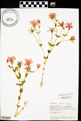 Sabatia campestris image