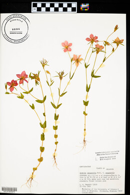 Sabatia campestris image