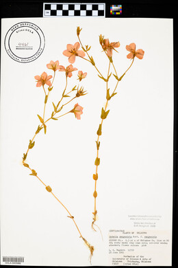 Sabatia campestris image