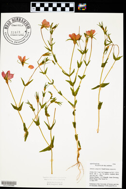 Sabatia campestris image