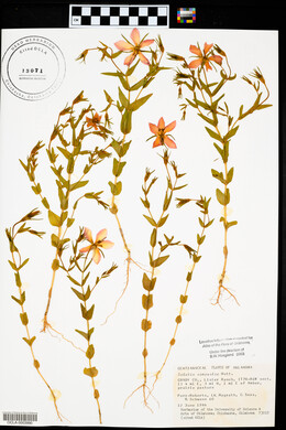 Sabatia campestris image