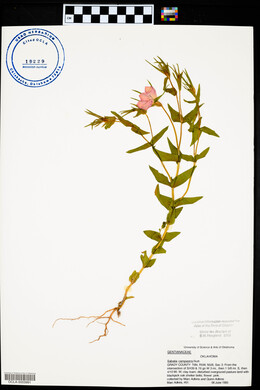 Sabatia campestris image