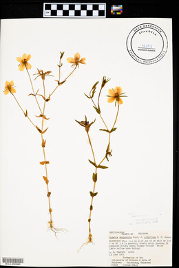 Sabatia campestris image