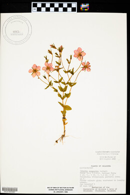 Sabatia campestris image