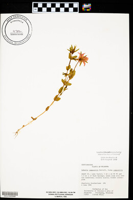 Sabatia campestris image