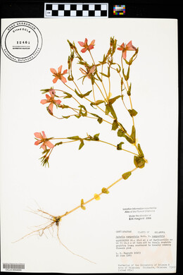 Sabatia campestris image