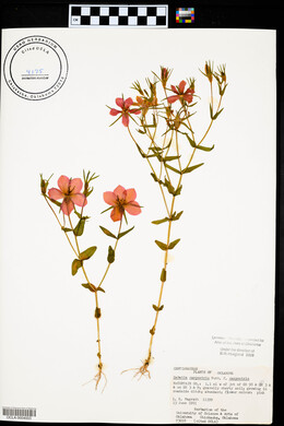 Sabatia campestris image