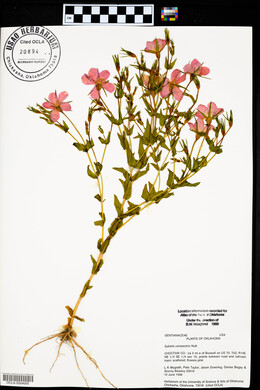 Sabatia campestris image