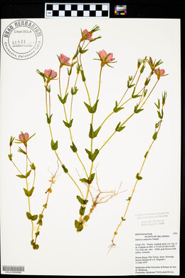 Sabatia campestris image