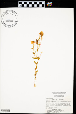 Sabatia campestris image