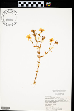 Sabatia campestris image