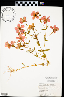 Sabatia campestris image