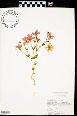 Sabatia campestris image