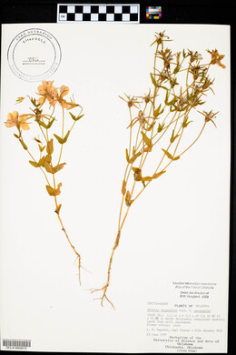 Sabatia campestris image