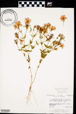 Sabatia campestris image