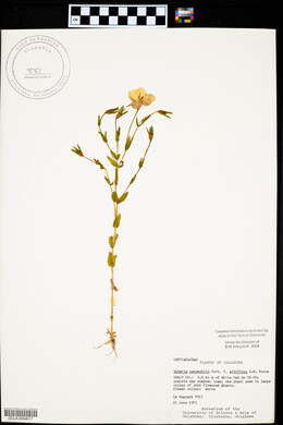 Sabatia campestris image