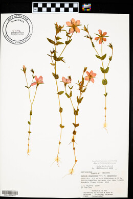 Sabatia campestris image