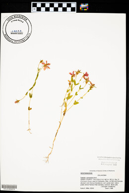 Sabatia campestris image