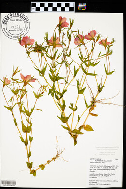 Sabatia campestris image