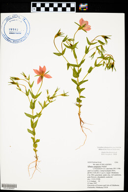 Sabatia campestris image