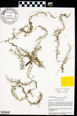 Myriophyllum pinnatum image