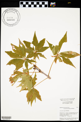 Aesculus arguta image