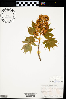 Aesculus glabra image