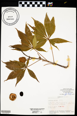 Aesculus glabra image