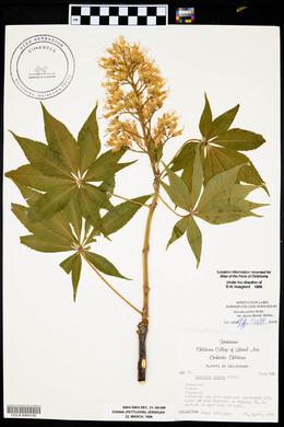 Aesculus glabra var. arguta image