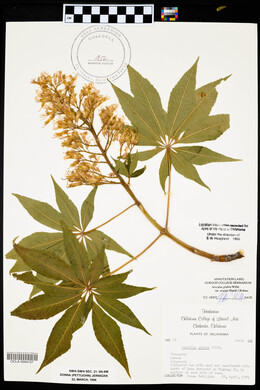 Aesculus glabra image