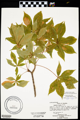 Aesculus glabra image