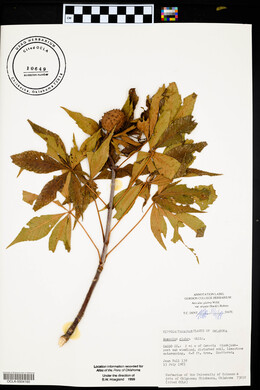 Aesculus glabra image