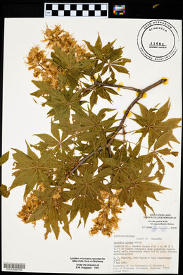 Aesculus glabra image