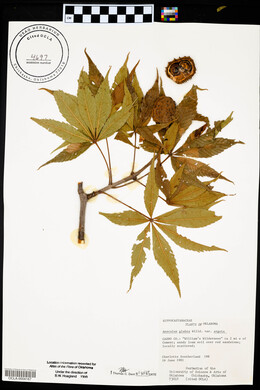 Aesculus glabra image