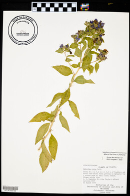 Hydrolea ovata image