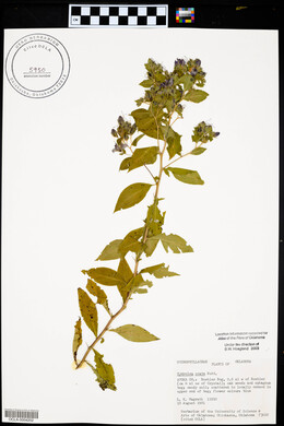 Hydrolea ovata image