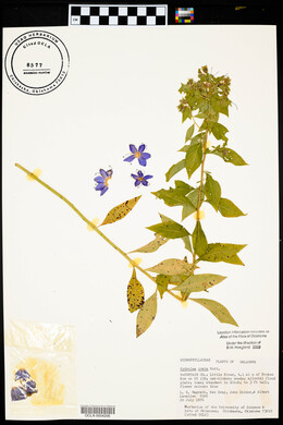 Hydrolea ovata image