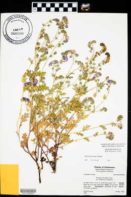 Phacelia hirsuta image