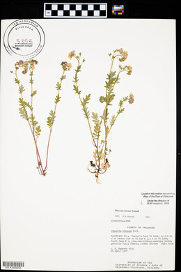 Phacelia hirsuta image