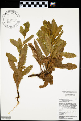 Phacelia integrifolia image