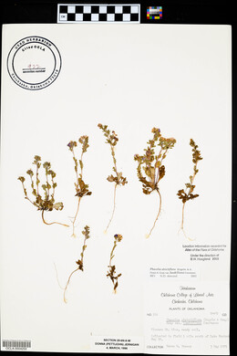 Phacelia strictiflora var. lundelliana image