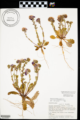 Phacelia strictiflora var. lundelliana image