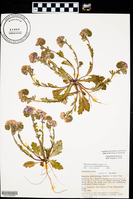 Phacelia strictiflora var. lundelliana image