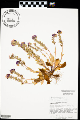 Phacelia strictiflora var. lundelliana image