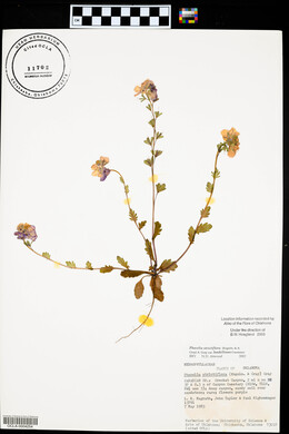 Phacelia strictiflora var. lundelliana image