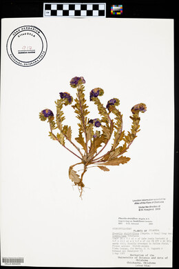 Phacelia strictiflora image