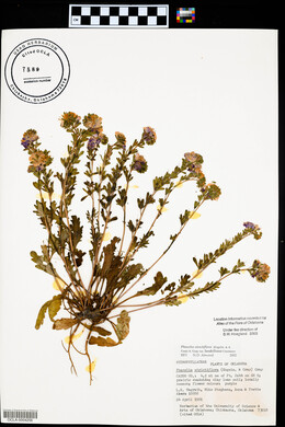 Phacelia strictiflora var. lundelliana image