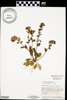 Phacelia strictiflora var. lundelliana image