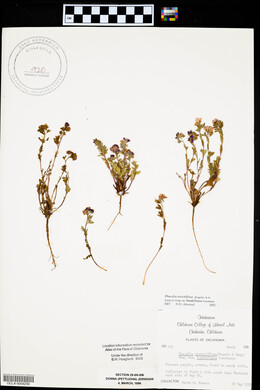 Phacelia strictiflora image