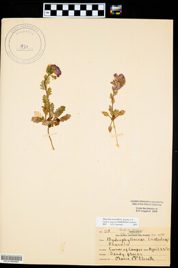 Phacelia strictiflora var. lundelliana image